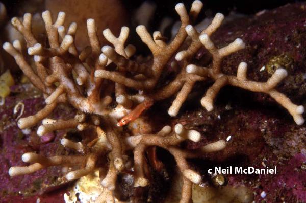 Photo of Heteropora alaskensis by <a href="http://www.seastarsofthepacificnorthwest.info/">Neil McDaniel</a>